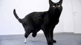 Oscar, un chat de deux ans amputé des deux pattes arrière en Angleterre après être passé sous une moissonneuse-batteuse, peut de nouveau marcher après une greffe de membres artificiels. /Photo prise le 25 juin 2010/REUTERS/HO