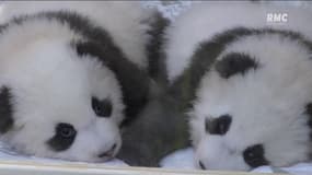 Berlin: les deux bébés pandas du zoo nommés lors d'une petite cérémonie