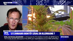 Allemagne: un projet de loi encadrant l'achat et la culture du cannabis adopté