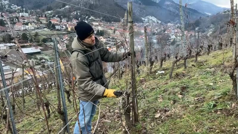 Haut-Rhin: une revue britannique classe le Rangen parmi les 12 plus grands vignobles du monde