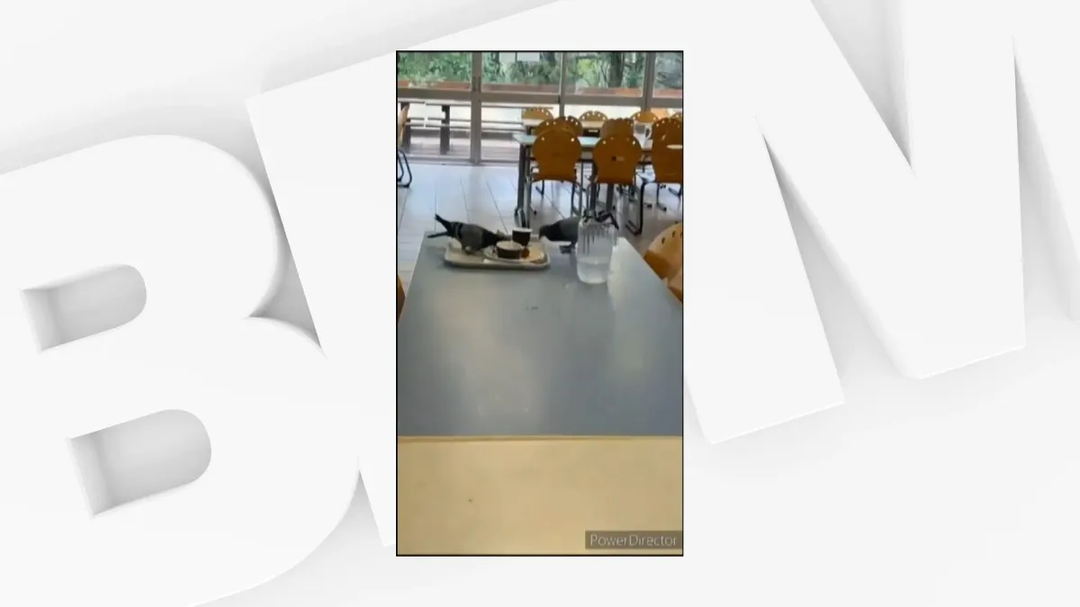 placeholder video
