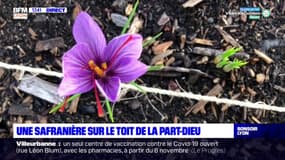 Une safranière sur le toit de la Part-Dieu