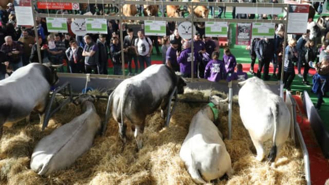Des vaches au salon de l'agriculture le 23 février 2019