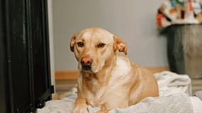 Croquettes pour chien : quelle marque et lesquelles choisir ?