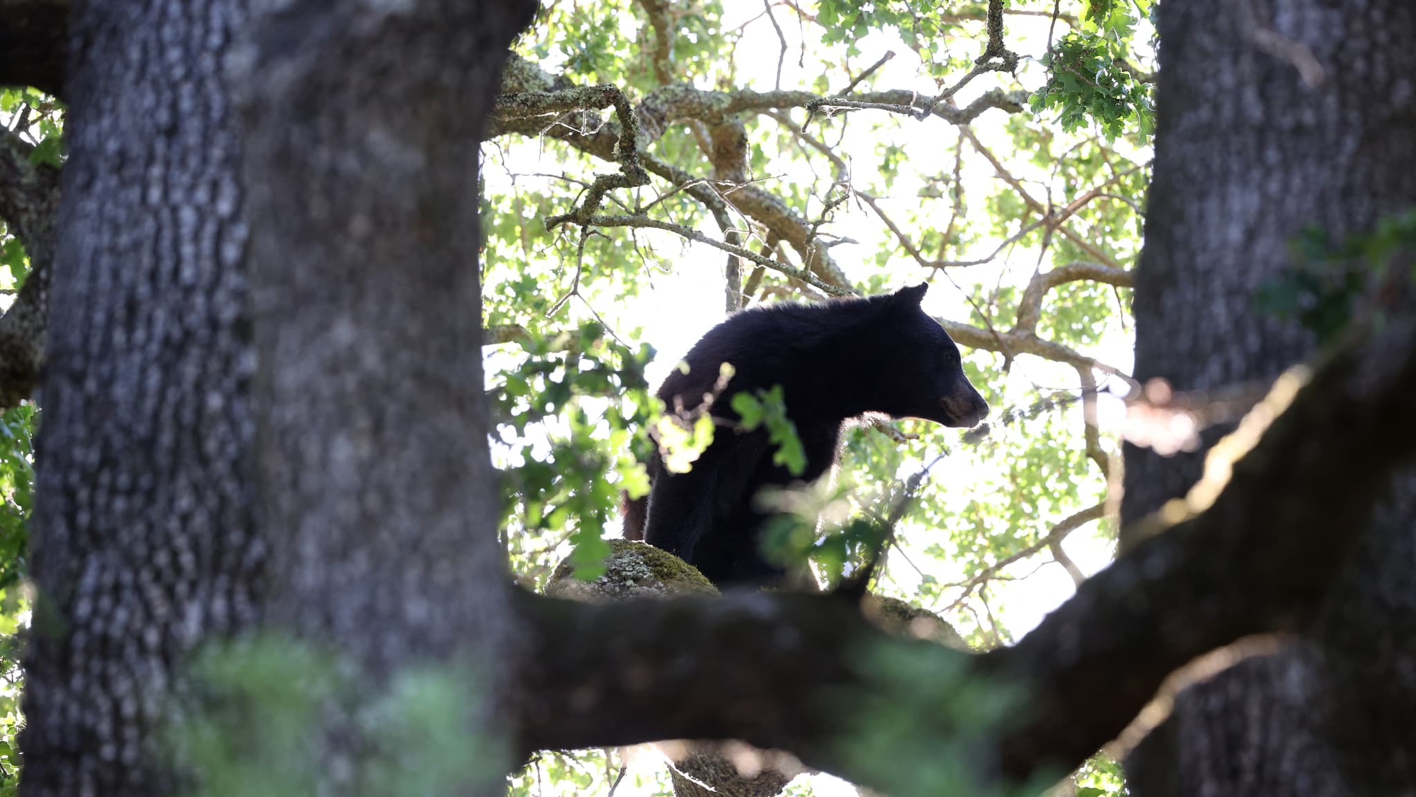 Belgique: un ours du zoo Pairi Daiza meurt après s'être battu avec un autre ours de son enclos