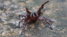 Un araignée à toile-entonnoir le 23 mars 2020 au Australian Reptile Park en Australie (illustration)