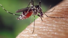 Le moustique tigre (Aedes Albopictus) est la seule espèce en France à présenter un risque.