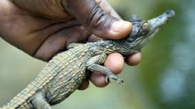 Un bébé crocodile entre les mains d'un soigneur le 24 juillet 2015 au zoo d'Abidjan