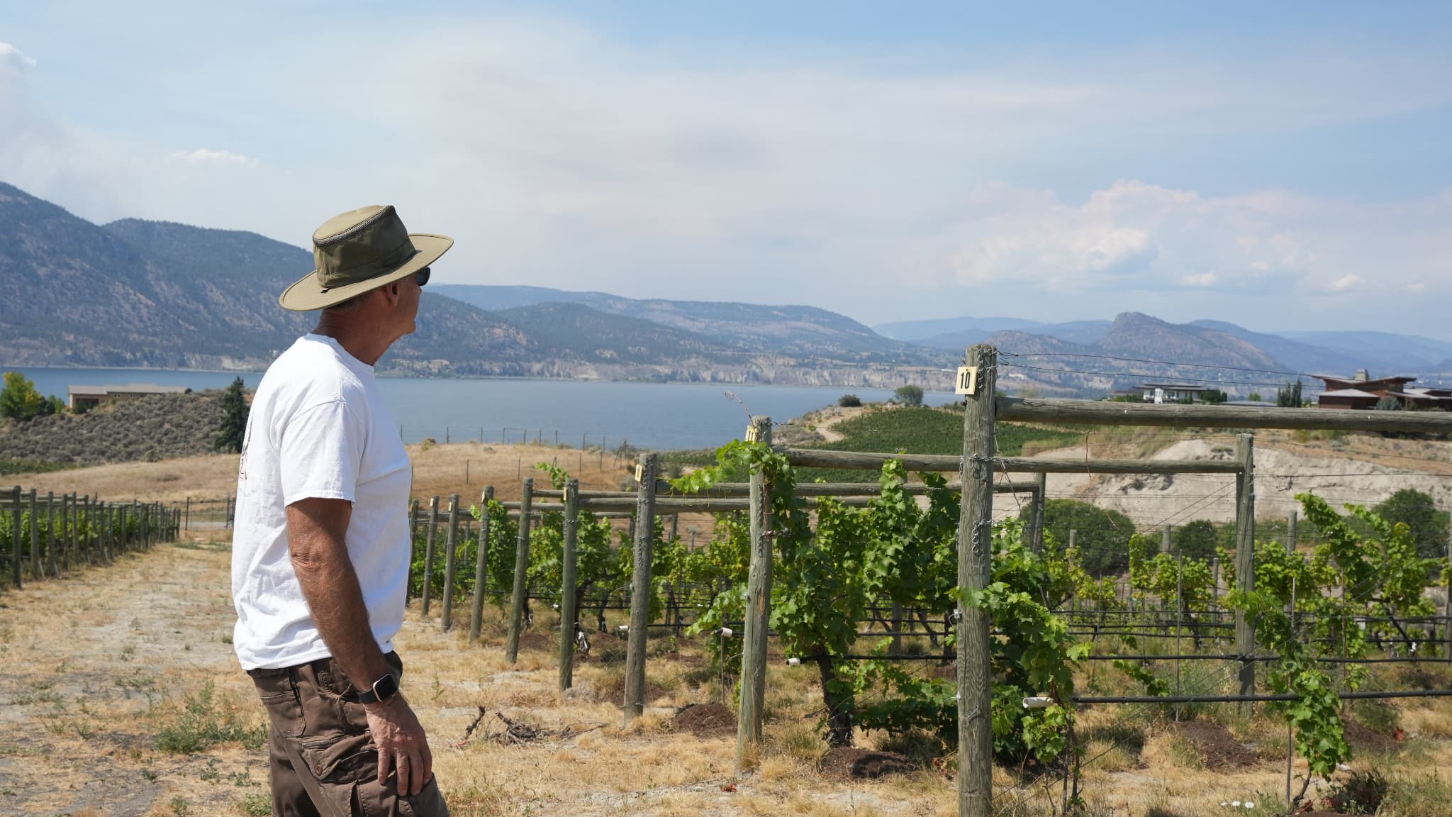 Vignes brûlées et visites de domaines annulées: au Canada, l'industrie viticole en difficulté après les feux de forêt (les vignerons redoutent un vin au gout de 