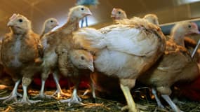 Les élevages d'oies et de canards situés dans la grande zone Sud-Ouest concernée par l'épidémie de grippe aviaire devront geler leur production pendant plusieurs mois afin d'éradiquer la maladie - Jeudi 14 janvier 2016