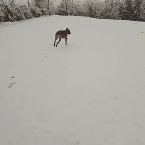 Neige à ROMANS SUR ISERE - Témoins BFMTV