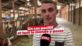 "Un cas positif et tout le monde y passe" : le témoignage d'un agriculteur dont le cheptel est euthanasié en intégralité à cause d'un cas positif