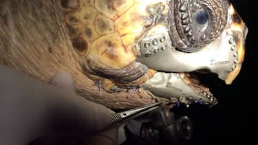 Akut-3, la tortue sauvée par la technologie de l'impression 3D