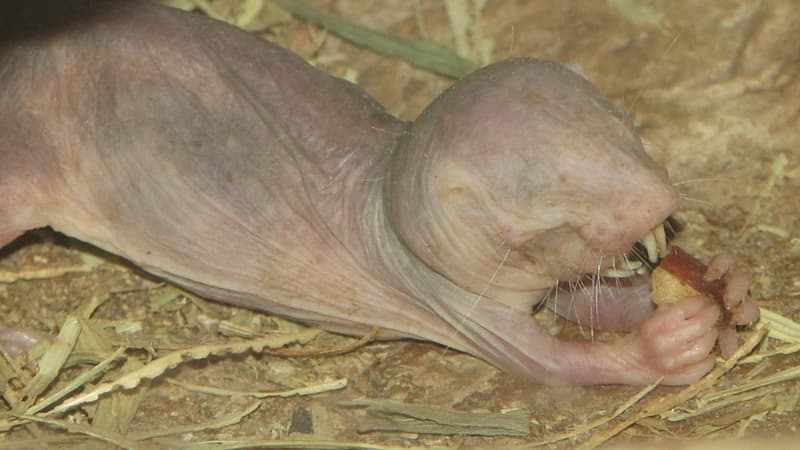 Rat-taupe nu en train de se nourrir.