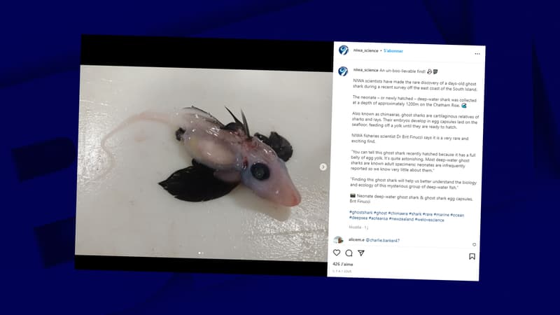 Un bébé "requin fantôme" découvert en Nouvelle-Zélande