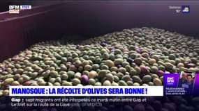 Manosque: la récolte des olives bat son plein