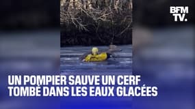 Aux États-Unis, un pompier sauve un cerf tombé dans les eaux glacées