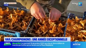 Var: une année "exceptionnelle" pour la cueillette des champignons dans le département