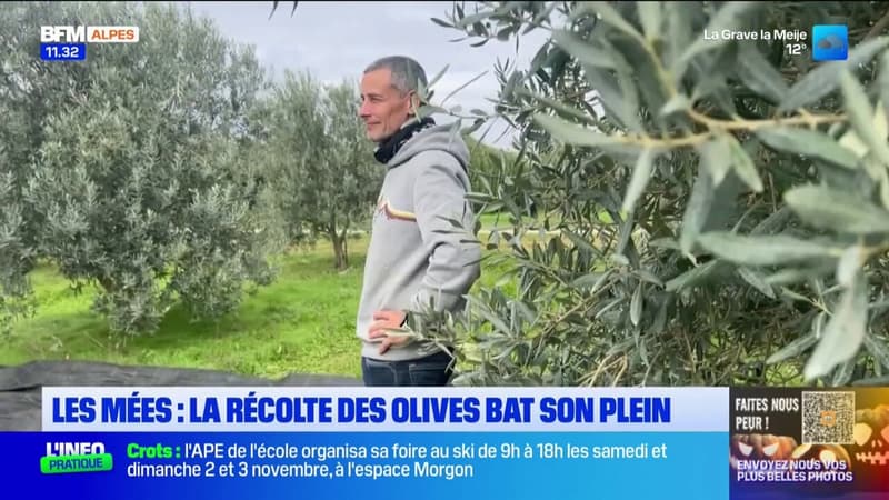 Les Mées: la récolte des olives s'annonce prometteuse