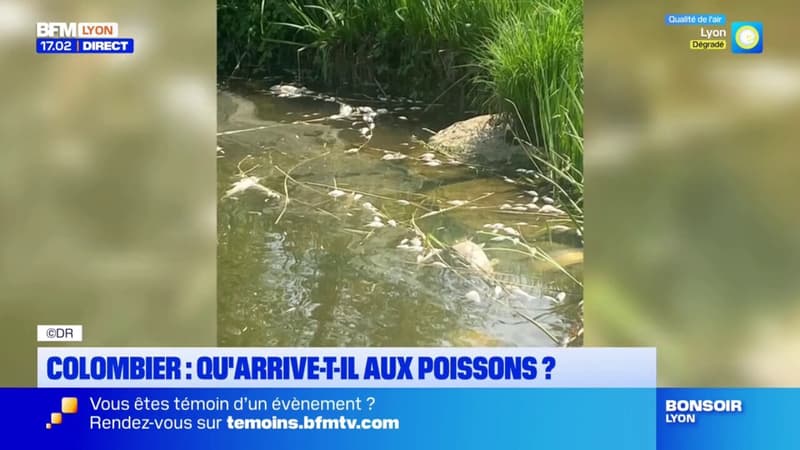 Colombier-Saugnieu: 800kg de poissons morts retrouvés dans un étang