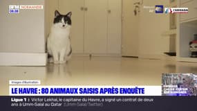 Le Havre: 80 animaux saisis dans le cadre d'un trafic