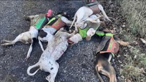 Des chiens de chasse tués en Ardèche, le 16 décembre 2023