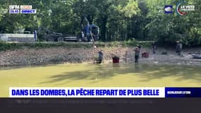 Ain: après la sécheresse de l'an dernier, l'activité des pisciculteurs repart dans les Dombes