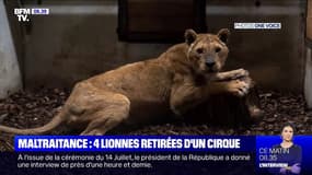 4 lionnes faméliques et blessées saisies dans un cirque pour maltraitance