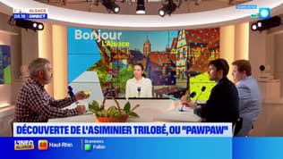 Le Café des Jardiniers: découverte du "Pawpaw", un fruit peu connu en France