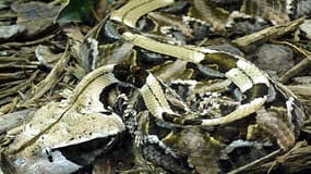 La vipère du Gabon ou "Bitis rhinoceros".