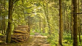 Le développement du bois énergie viendra de l'initiative forte des territoires selon l'Irstea, l'Institut national de recherche en sciences et technologies pour l'environnement et l'agriculture 

