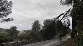 Un arbre a chuté sur une voie ferrée à Dramont dans le Var samedi 23 avril en fin d'après-midi.