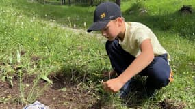 250 mélèzes plantés par les enfants à Montgenèvre