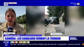 Marseille: des sangliers sèment la terreur vers la calanque de Saména