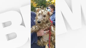 Des chiens ont été retrouvés livrés à eux-mêmes dans un pavillon de Maisons-Alfort.