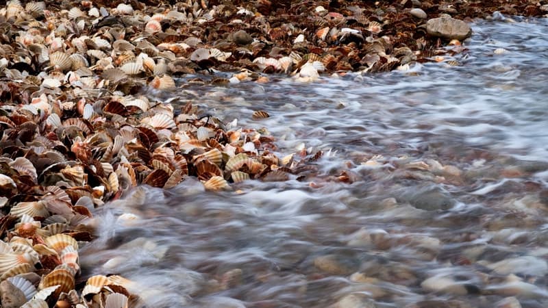 Selon l'Ifremer, les populations de coquilles Saint-Jacques ont battu un record historique cet automne en Normandie et en Bretagne