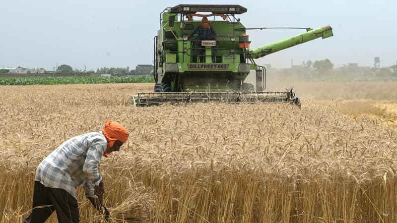 Le secteur agricole emploie plus de 45% de la main-d'œuvre indienne: face aux problèmes d'approvisionnement en gaz, la production d'engrais du pays a chuté de presque 25% en mars