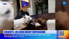 Marseille: un chien empoisonné par des bouts de verre et des antidépresseurs