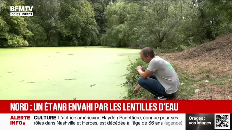 La biodiversité d'un étang du nord menacé par la prolifération rapide de lentilles d'eau