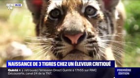 Trois bébés tigres sont nés chez un éleveur critiqué du Loiret