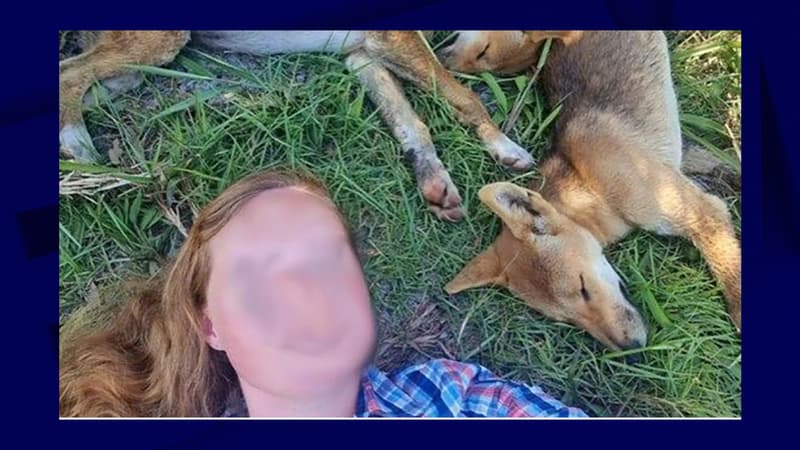 Une femme a pris un selfie avec des dingos en Australie, elle a dû payer une amende de 2300 dollars