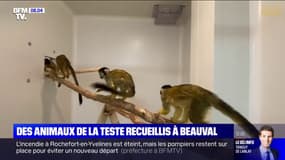 Des animaux du zoo la Teste-de-Buch en Gironde sont recueillis au zoo de Beauval