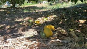 Les citrons de Menton souffrent de la sécheresse dans les Alpes-Maritimes.