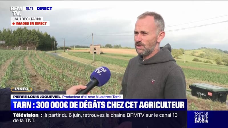 Tarn: ce producteur d'ail rose a perdu la totalité de ses plants à cause du passage de la tempête de grêle