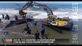 Le sauvetage épique d'une baleine échouée sur une plage en Argentine