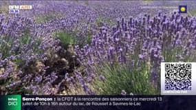 Alpes-de-Haute-Provence: la lavande bientôt au patrimoine mondiale de l'Unesco?