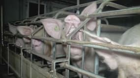 Nouvelle vidéo choc de l'association L214 qui dénonce les conditions de vie de cochons dans un élevage du Finistère