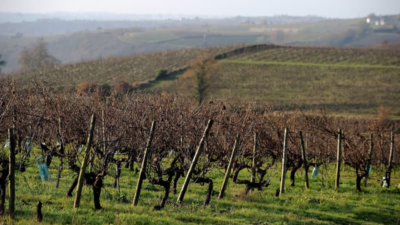 En Italie comme en France la viticulture a souffert de la mévente de sa production de vin, à cause de la pandémie qui a réduit ses débouchés dans la restauration.