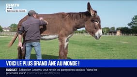 Avec 1m67 au garrot, voici l'âne le plus grand du monde