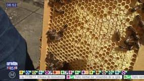 Sortir à Paris: Les abeilles, locataires des toits des grands monuments parisiens